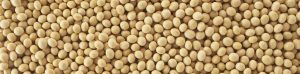 Soybeans
