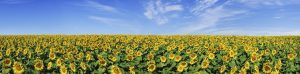 Sunflowers field and the blue sky